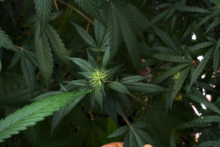 Pheno B God father OG By Zamnesia. Week 8 - Pheno B God father OG