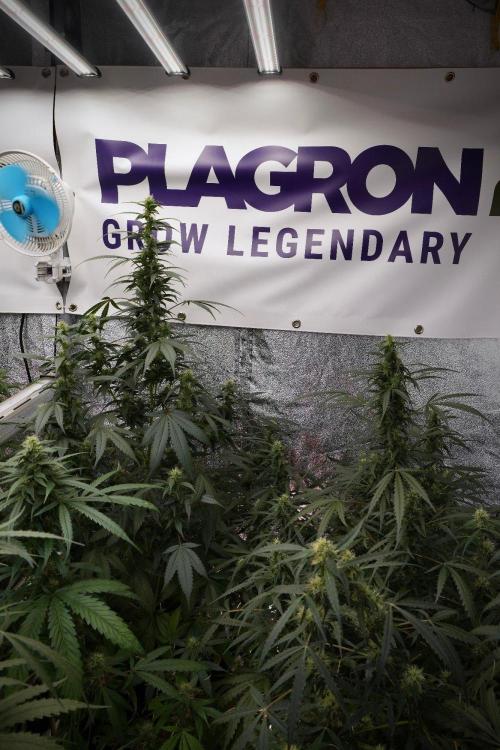 Pheno B God father OG By Zamnesia. Week 8 - Pheno B God father OG
