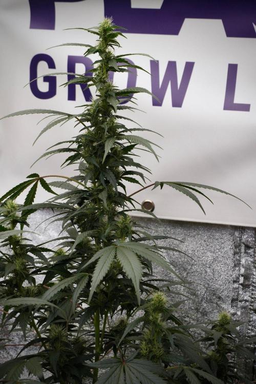 Pheno B God father OG By Zamnesia. Week 8 - Pheno B God father OG