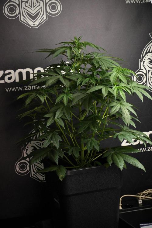 Passion Fruitz By Zamnesia. Week 8 - Passion Fruitz 