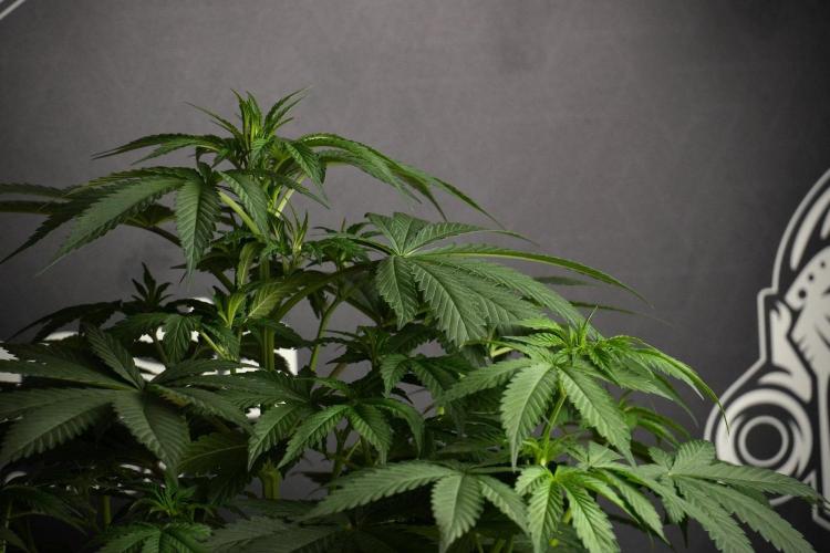 Passion Fruitz By Zamnesia. Week 8 - Passion Fruitz 