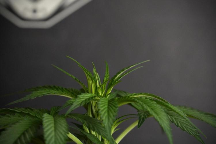 Passion Fruitz By Zamnesia. Week 8 - Passion Fruitz 