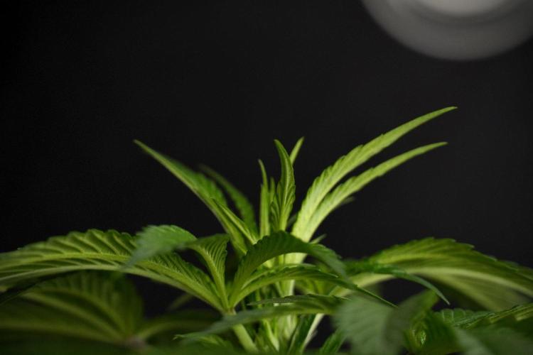 Passion Fruitz By Zamnesia. Week 8 - Passion Fruitz 
