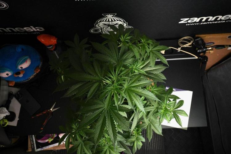 Passion Fruitz By Zamnesia. Week 8 - Passion Fruitz 
