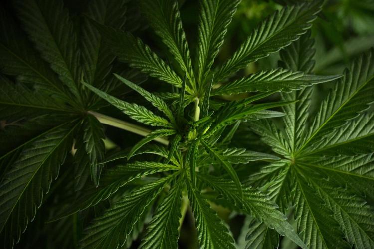 Passion Fruitz By Zamnesia. Week 8 - Passion Fruitz 