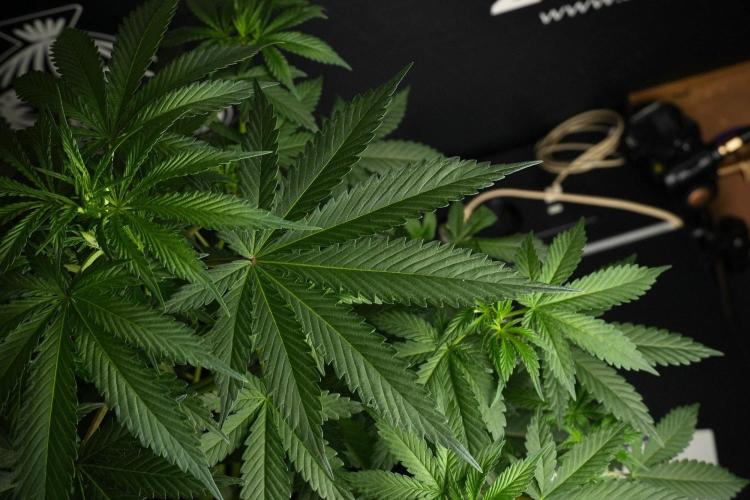 Passion Fruitz By Zamnesia. Week 8 - Passion Fruitz 