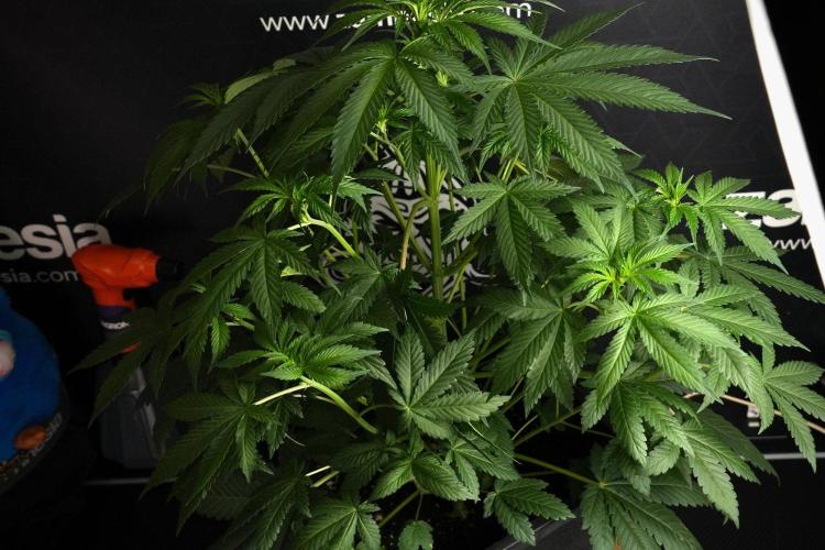 Passion Fruitz By Zamnesia. Week 8 - Passion Fruitz 