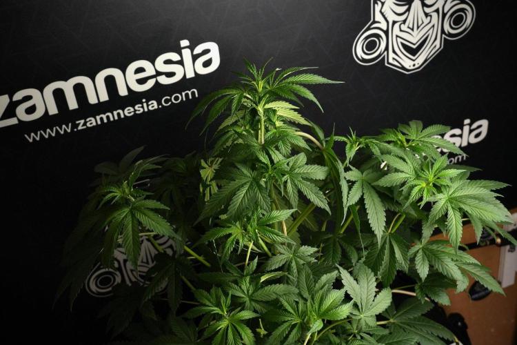 Passion Fruitz By Zamnesia. Week 8 - Passion Fruitz 
