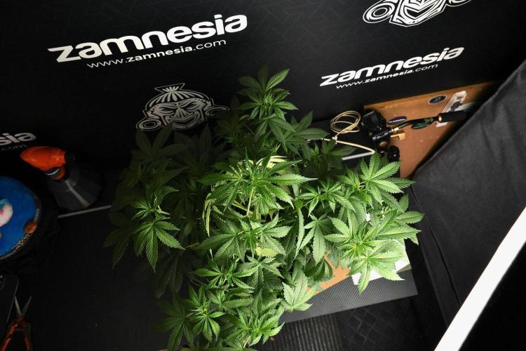 Passion Fruitz By Zamnesia. Week 8 - Passion Fruitz 