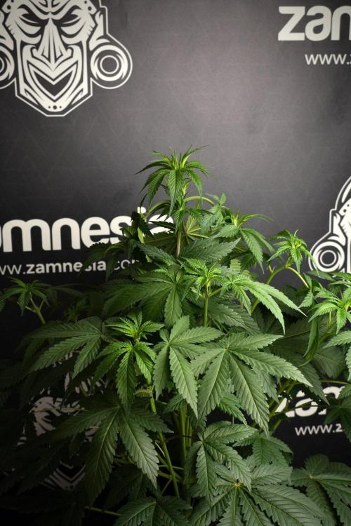 Passion Fruitz By Zamnesia. Week 8 - Passion Fruitz 