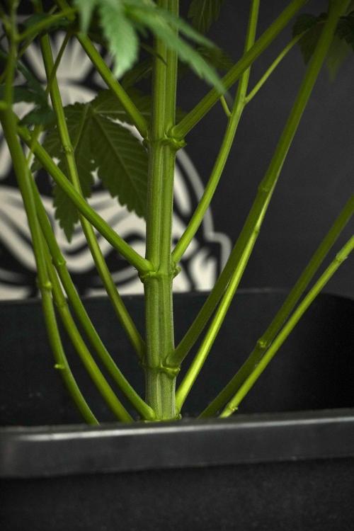 Passion Fruitz By Zamnesia. Week 8 - Passion Fruitz 