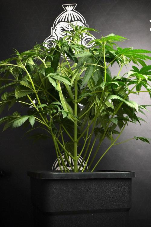 Passion Fruitz By Zamnesia. Week 8 - Passion Fruitz 