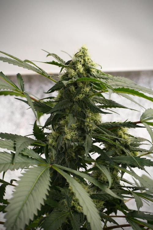 Purple Haze By Zamnesia Pheno A. Week 8 - Purple Haze  Pheno A