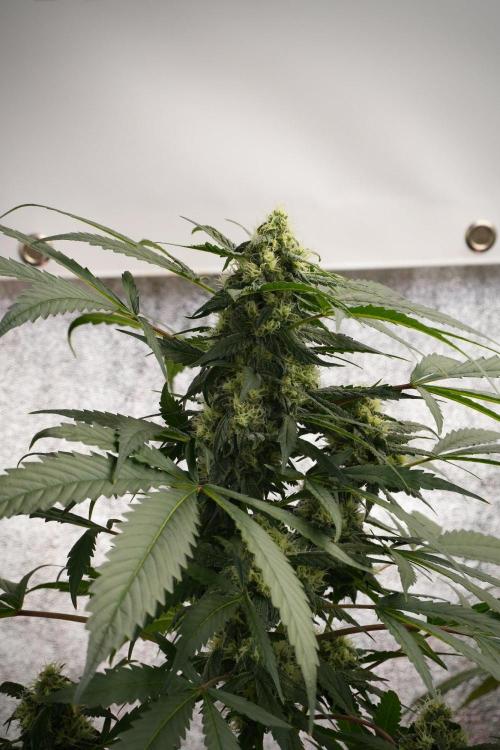 Purple Haze By Zamnesia Pheno A. Week 8 - Purple Haze  Pheno A