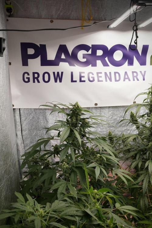 Purple Haze By Zamnesia Pheno A. Week 8 - Purple Haze  Pheno A