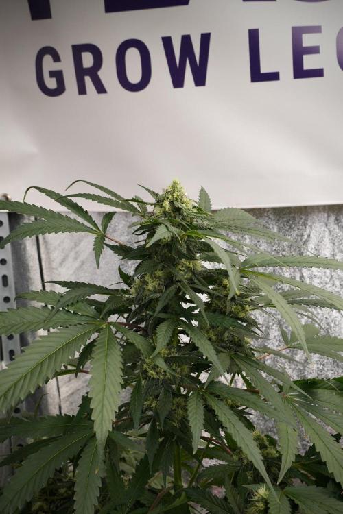 Purple Haze By Zamnesia Pheno A. Week 8 - Purple Haze  Pheno A