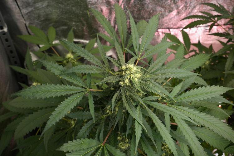 Purple Haze By Zamnesia Pheno A. Week 8 - Purple Haze  Pheno A