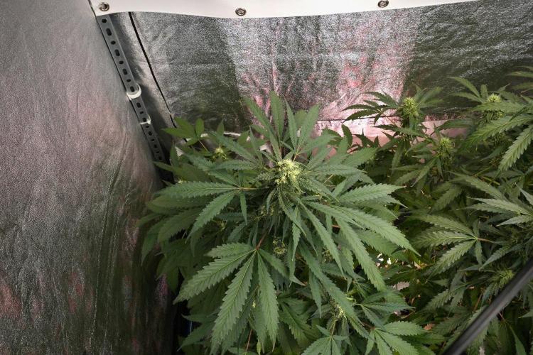 Purple Haze By Zamnesia Pheno A. Week 8 - Purple Haze  Pheno A