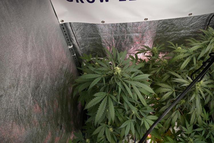 Purple Haze By Zamnesia Pheno A. Week 8 - Purple Haze  Pheno A