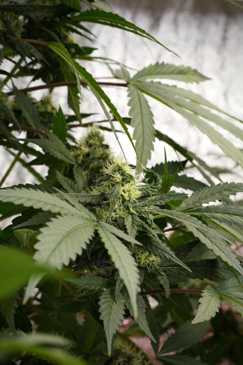 Purple Haze By Zamnesia Pheno A. Week 8 - Purple Haze  Pheno A