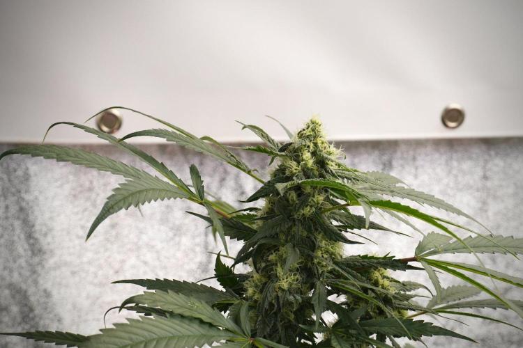 Purple Haze By Zamnesia Pheno A. Week 8 - Purple Haze  Pheno A