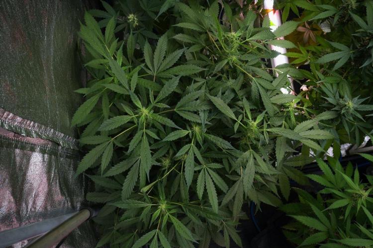 Pheno B Purple Haze By Zamnesia. Week 8 - Pheno B Purple Haze 