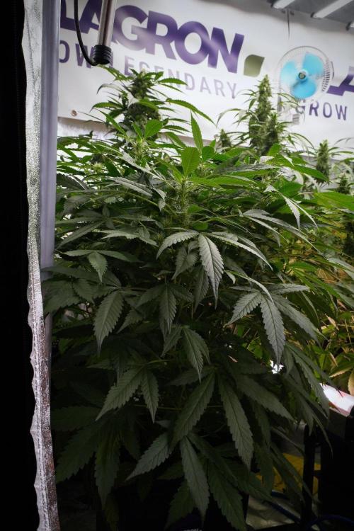 Pheno B Purple Haze By Zamnesia. Week 8 - Pheno B Purple Haze 