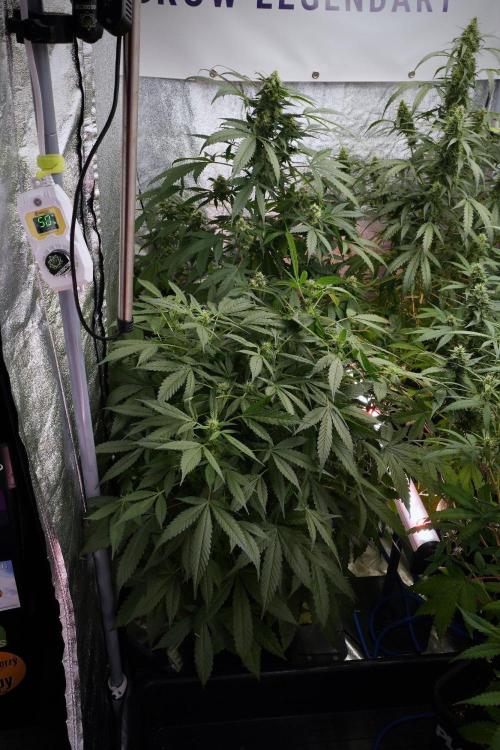 Pheno B Purple Haze By Zamnesia. Week 8 - Pheno B Purple Haze 
