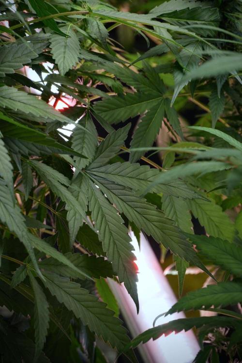 Pheno B Purple Haze By Zamnesia. Week 8 - Pheno B Purple Haze 