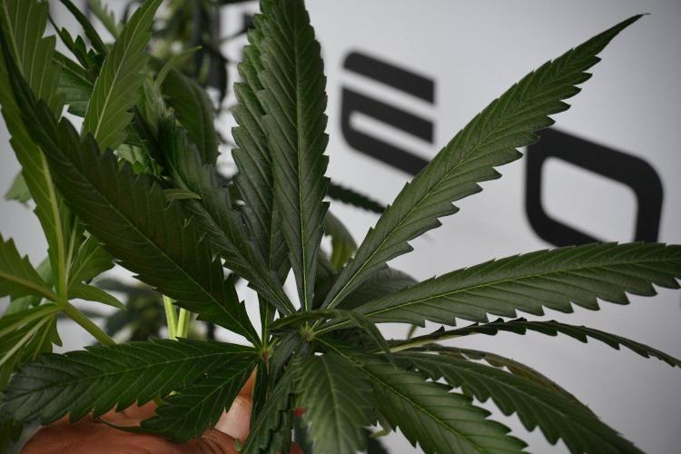 Amnesia Haze Auto by Zamnesia Pheno A. Week 8 - Amnesia Haze Auto  Pheno A 