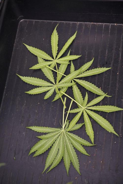 Amnesia Haze Auto by Zamnesia Pheno A. Week 8 - Amnesia Haze Auto  Pheno A 