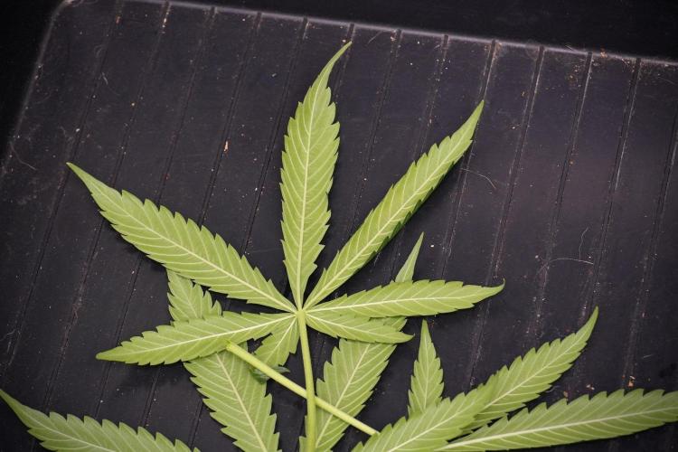 Amnesia Haze Auto by Zamnesia Pheno A. Week 8 - Amnesia Haze Auto  Pheno A 