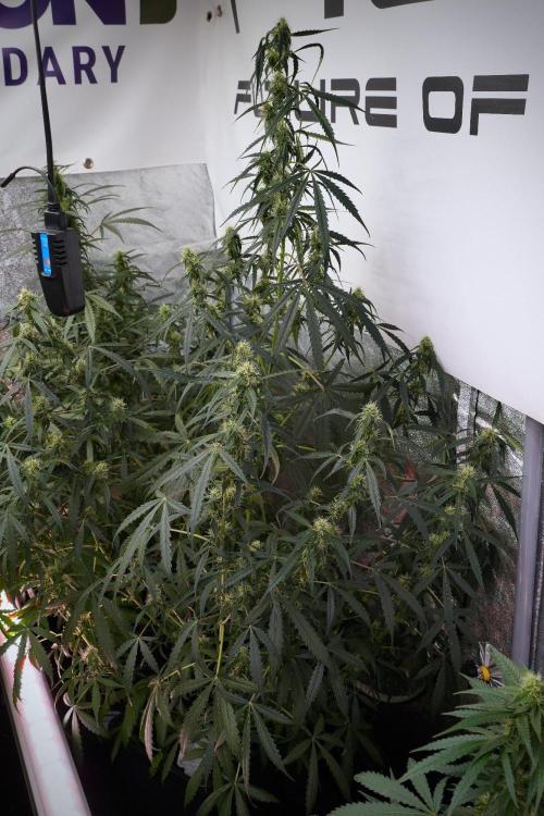 Amnesia Haze Auto by Zamnesia Pheno A. Week 8 - Amnesia Haze Auto  Pheno A 