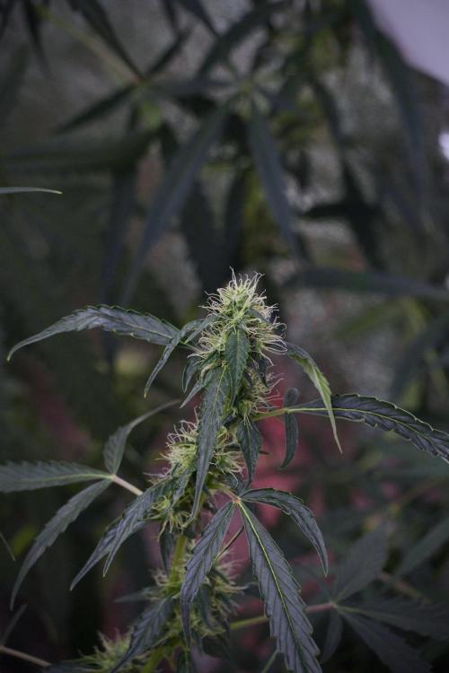 Amnesia Haze Auto by Zamnesia Pheno A. Week 8 - Amnesia Haze Auto  Pheno A 