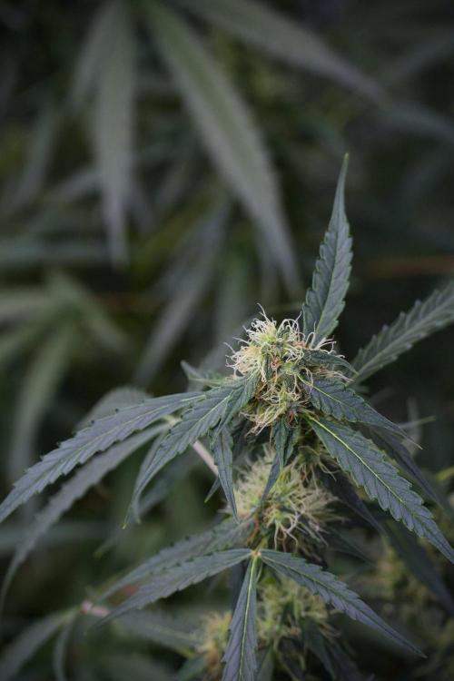 Amnesia Haze Auto by Zamnesia Pheno A. Week 8 - Amnesia Haze Auto  Pheno A 