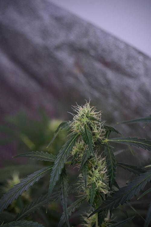 Amnesia Haze Auto by Zamnesia Pheno A. Week 8 - Amnesia Haze Auto  Pheno A 