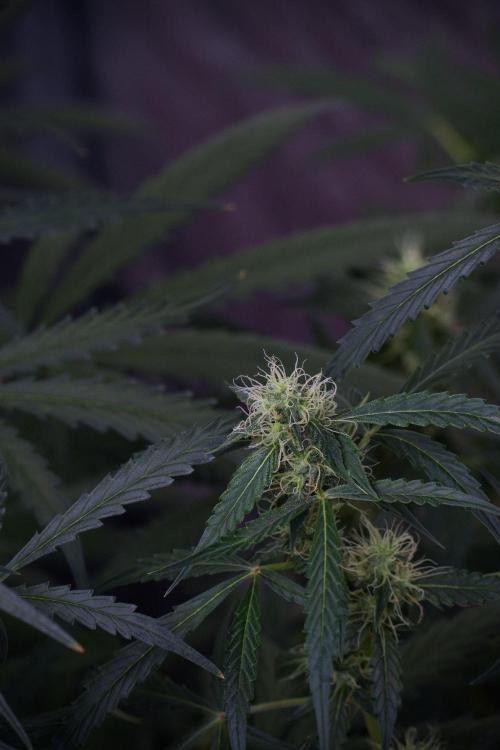 Amnesia Haze Auto by Zamnesia Pheno A. Week 8 - Amnesia Haze Auto  Pheno A 