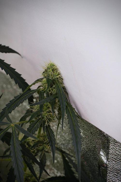 Amnesia Haze Auto by Zamnesia Pheno A. Week 8 - Amnesia Haze Auto  Pheno A 