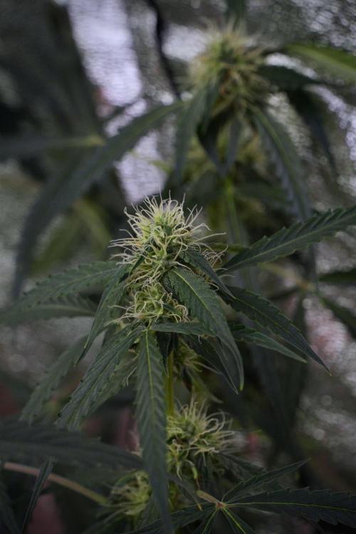 Amnesia Haze Auto by Zamnesia Pheno A. Week 8 - Amnesia Haze Auto  Pheno A 