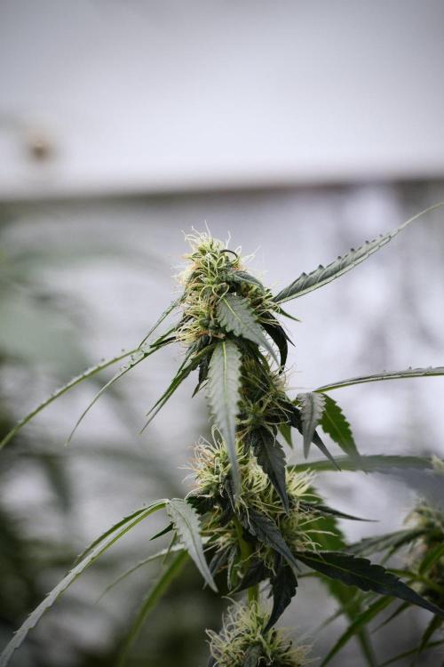 Amnesia Haze Auto by Zamnesia Pheno A. Week 8 - Amnesia Haze Auto  Pheno A 