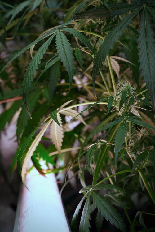 Amnesia Haze Auto by Zamnesia Pheno A. Week 8 - Amnesia Haze Auto  Pheno A 