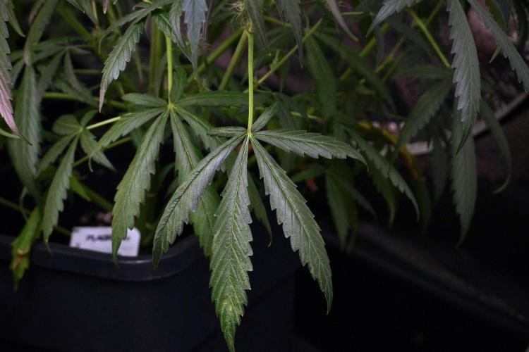 Amnesia Haze Auto by Zamnesia Pheno A. Week 8 - Amnesia Haze Auto  Pheno A 