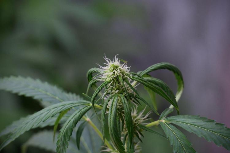 Amnesia Haze Auto by Zamnesia Pheno B. Week 8 - Amnesia Haze Auto  Pheno B 