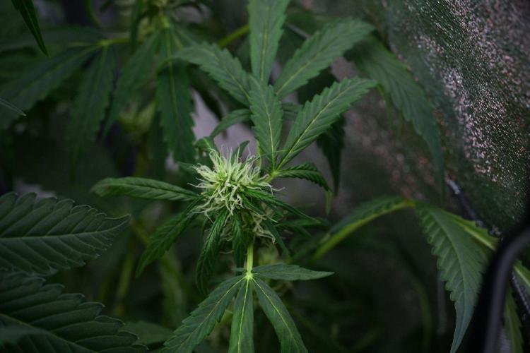 Amnesia Haze Auto by Zamnesia Pheno B. Week 8 - Amnesia Haze Auto  Pheno B 