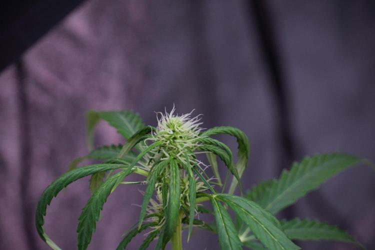 Amnesia Haze Auto by Zamnesia Pheno B. Week 8 - Amnesia Haze Auto  Pheno B 