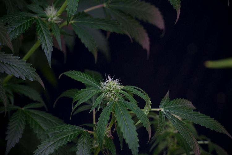 Amnesia Haze Auto by Zamnesia Pheno B. Week 8 - Amnesia Haze Auto  Pheno B 