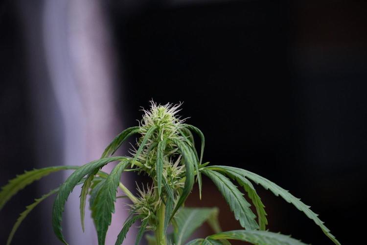 Amnesia Haze Auto by Zamnesia Pheno B. Week 8 - Amnesia Haze Auto  Pheno B 