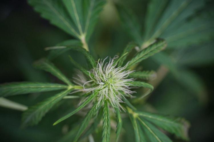 Amnesia Haze Auto by Zamnesia Pheno B. Week 8 - Amnesia Haze Auto  Pheno B 