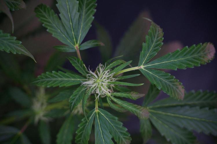 Amnesia Haze Auto by Zamnesia Pheno B. Week 8 - Amnesia Haze Auto  Pheno B 
