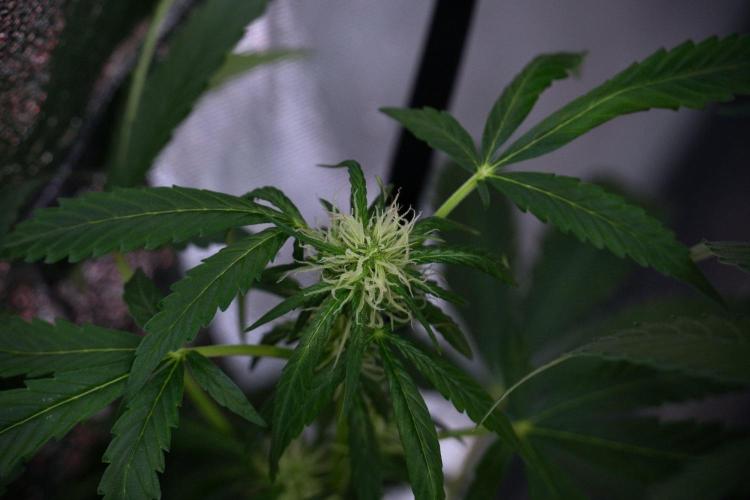 Amnesia Haze Auto by Zamnesia Pheno B. Week 8 - Amnesia Haze Auto  Pheno B 